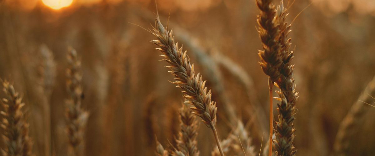 Holdet bag EDC landbrug står samlet, med et blåt filter over billedet og er klar til at informere dig om markedssituationen for landbruget.